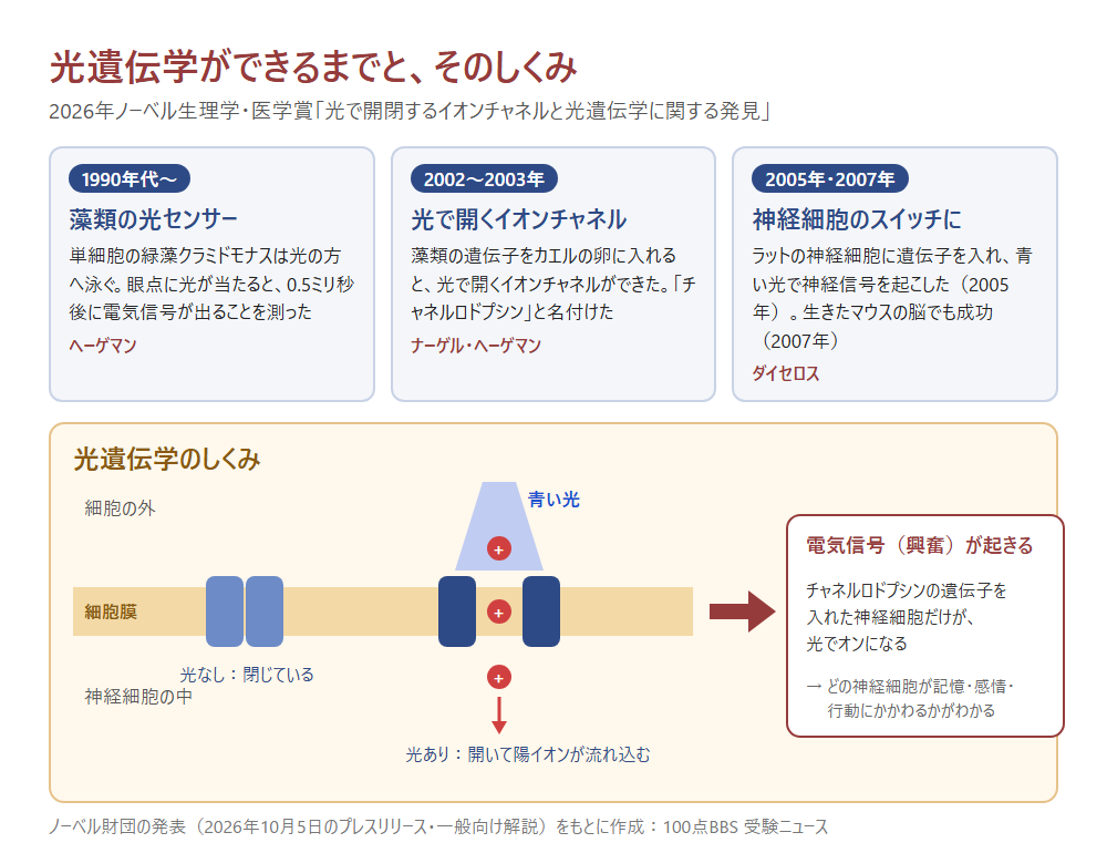 光遺伝学ができるまでと、そのしくみ(ノーベル財団の発表をもとに100点BBS 受験ニュースが作成)