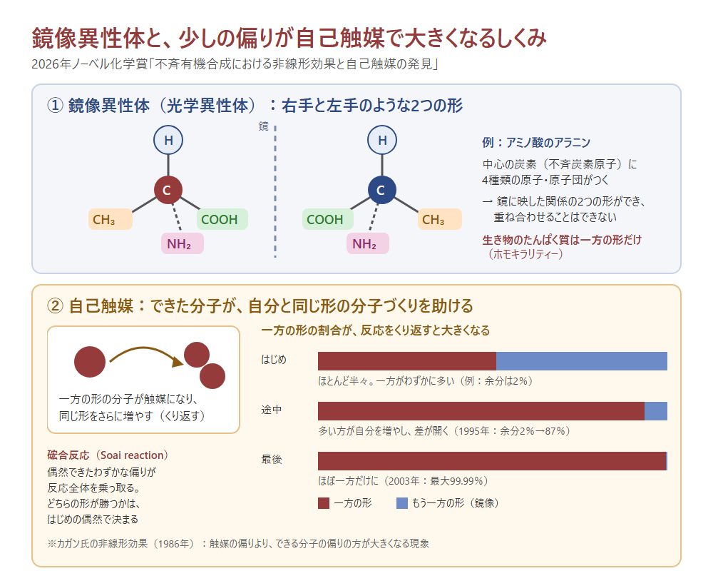 鏡像異性体と、少しの偏りが自己触媒で大きくなるしくみ(ノーベル財団の発表をもとに100点BBS 受験ニュースが作成)